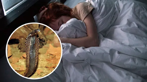 Snake In Dream