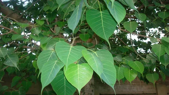 peepal tree