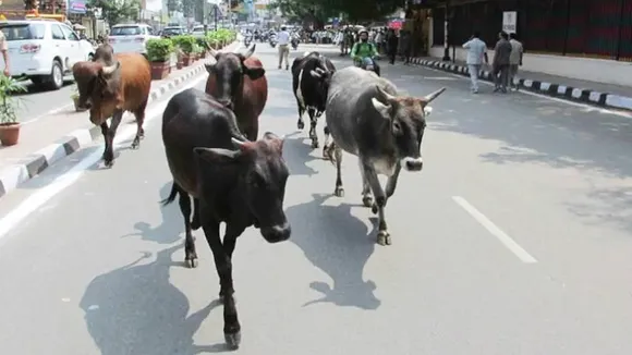 cow