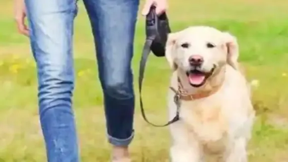 Dog