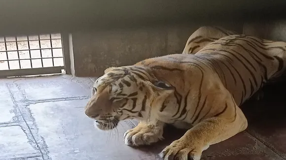 tiger