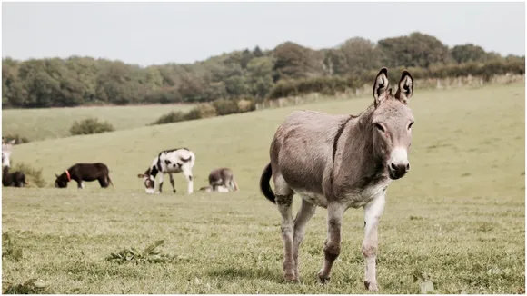 Man Quits Job for Donkey Farming