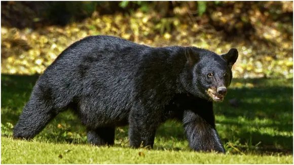 Dangerous Endangered Bear (सांकेतिक तस्वीर)