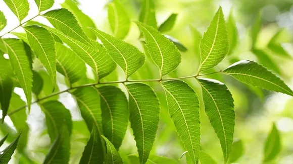 Neem Remedies For Pitr Dosh