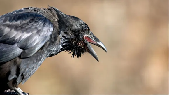 Pecking Crow Dream Indication