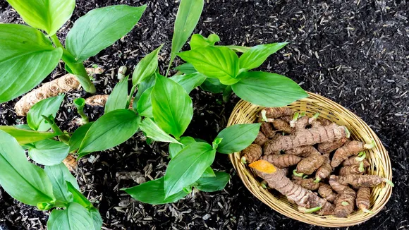 Haldi Plant Vastu Tips