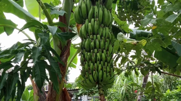 Banana Tree Tips