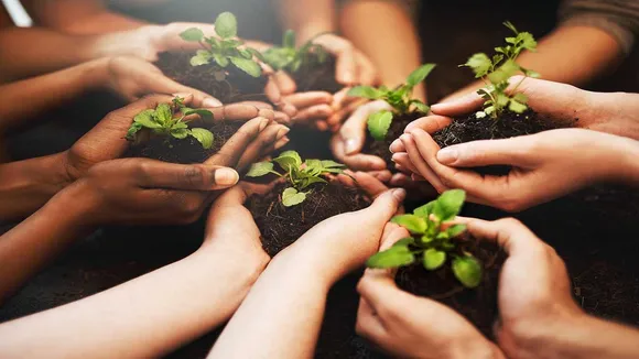 saplings
