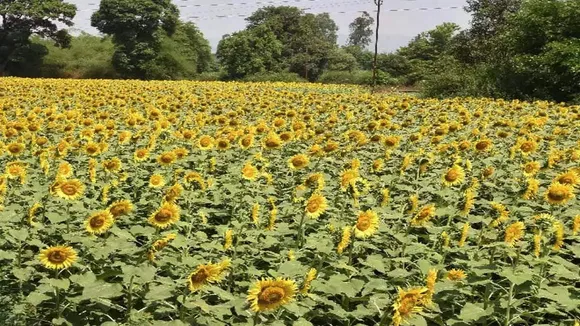 sun