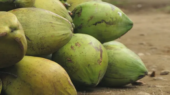 coconut watet