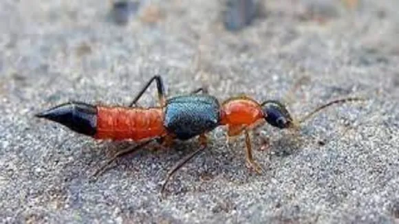 fly