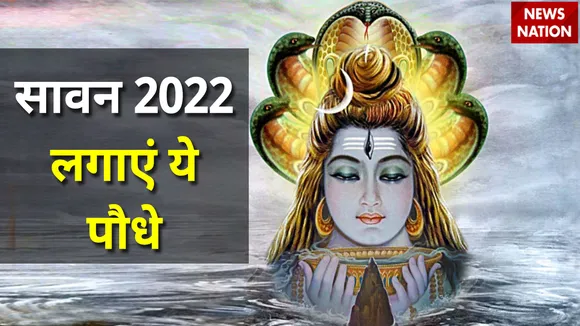 sawan 2022 plants