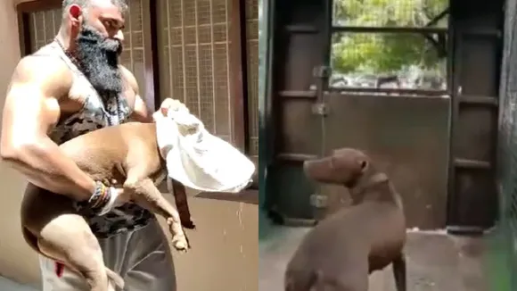 Pitbull dog