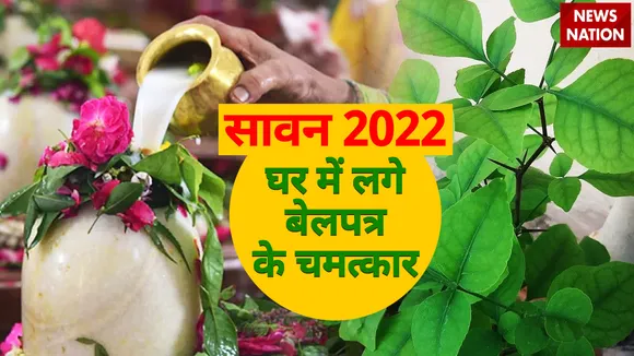 Sawan 2022 Belpatra Tree Benefits
