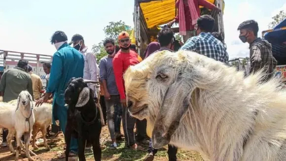 bakra