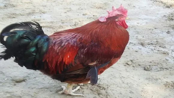 Chicken