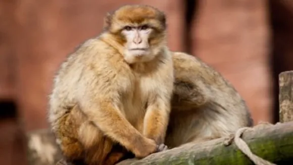 monkey1