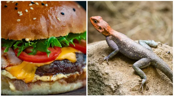 Lizard in Burger