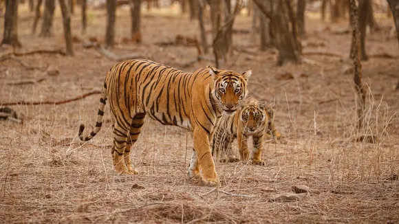 tiger