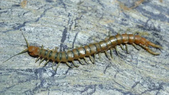 centipede vastu tips