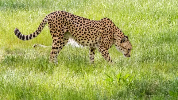 cheetah