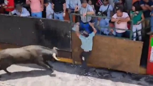 Bull Attack On Man Social Media Viral Video