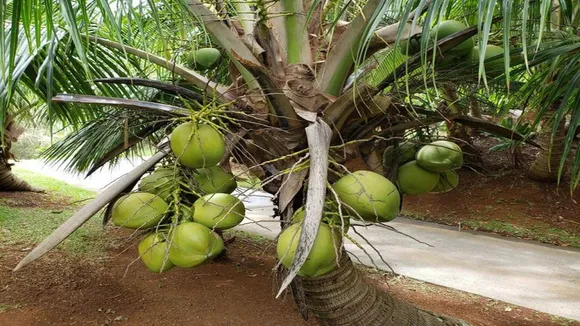 Nariyal Tree Vastu Tips