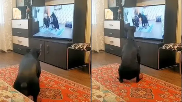 Doberman Recreates His Workout By Watching Television