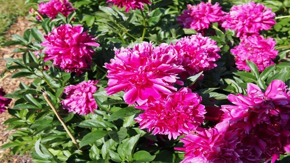 Peonia Flower For Early Marriage