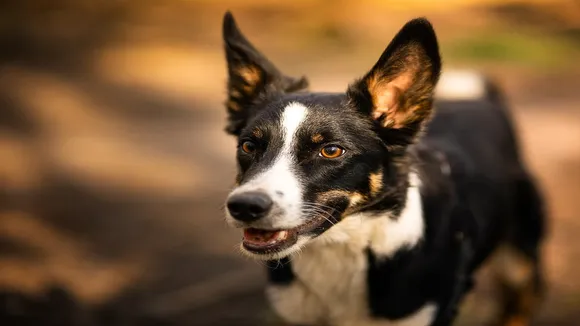 Social Media Viral Video Of Pet Dog Attack In Lift