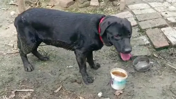 dog