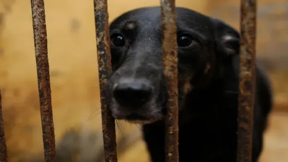 dog