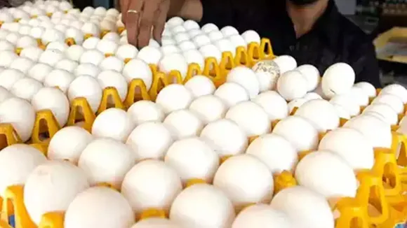 egg