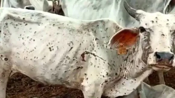 lumpy virus in Delhi