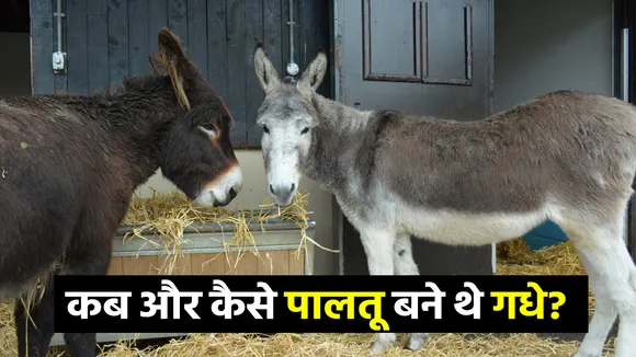 gadhe