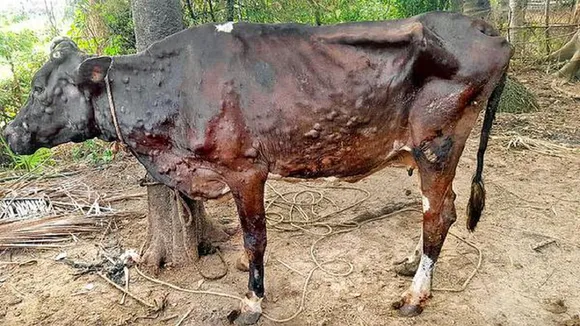 Lumpy desease in Cow