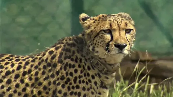 cheetah
