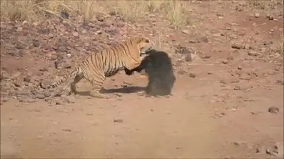 TIGER