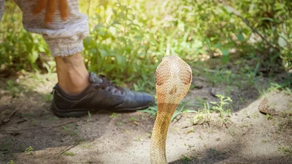 snake
