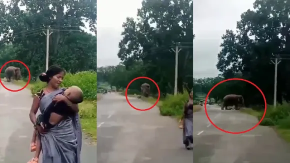 gumla elephant video