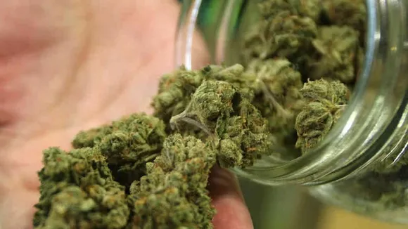 marijuana in US