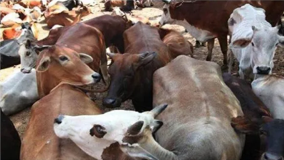 cow smuggling