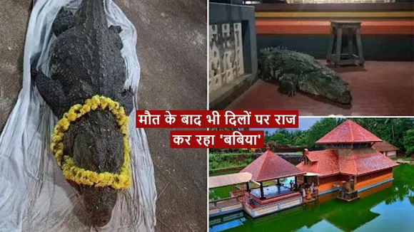 babiya crocodile dies in kerala