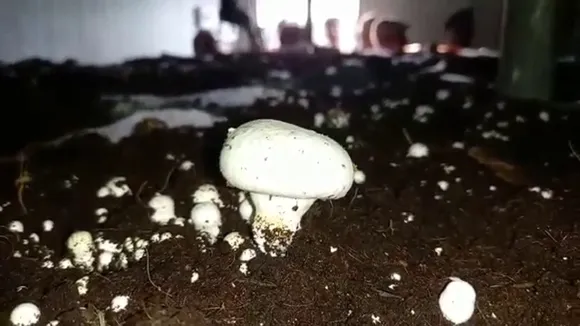Mushroom