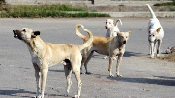 dog