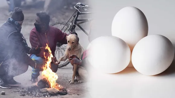 Eggs In Winter