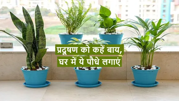 indoor air purifying plants