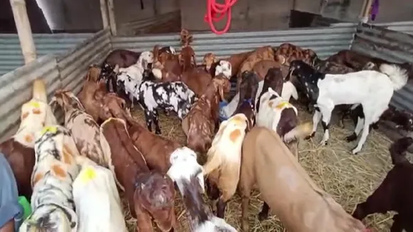cattle fair