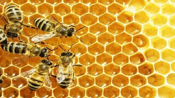 bees