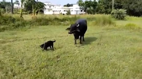hajipur viral video